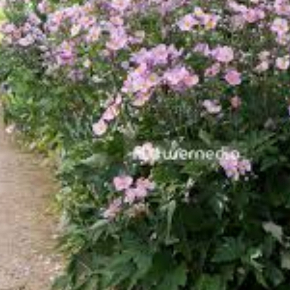 Japanese Anemone 4 plants for $40 - Picture 2 of 3